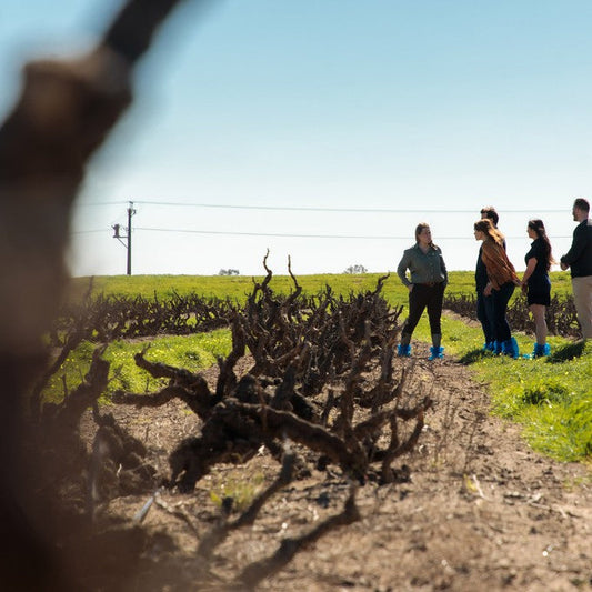 Yalumba Winery And Nursery Tour