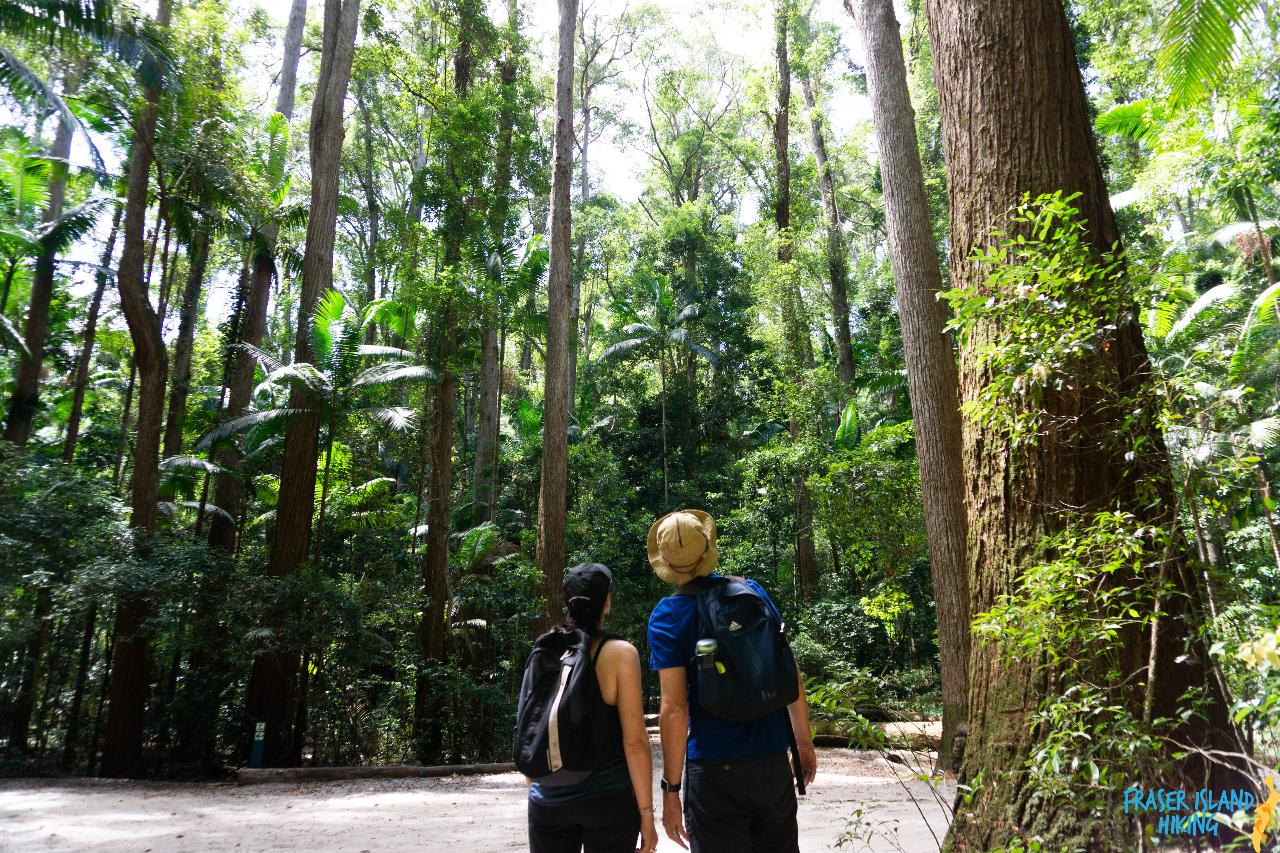 Pack-Free Camping: Rainforest Eco Hike - 3 Days