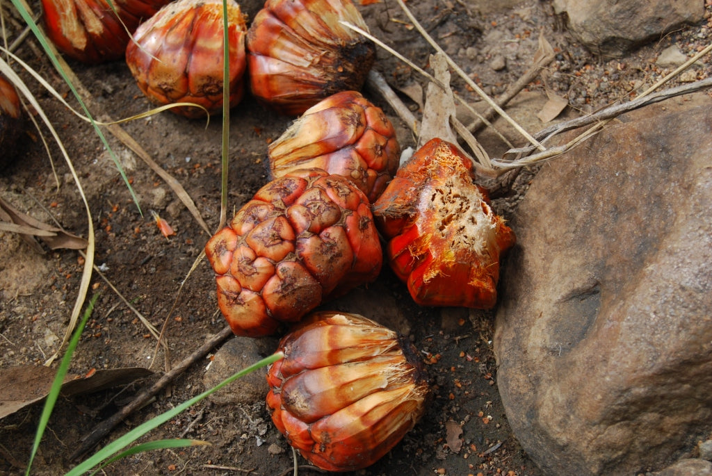 4X4 Litchfield Park Adventures Tour