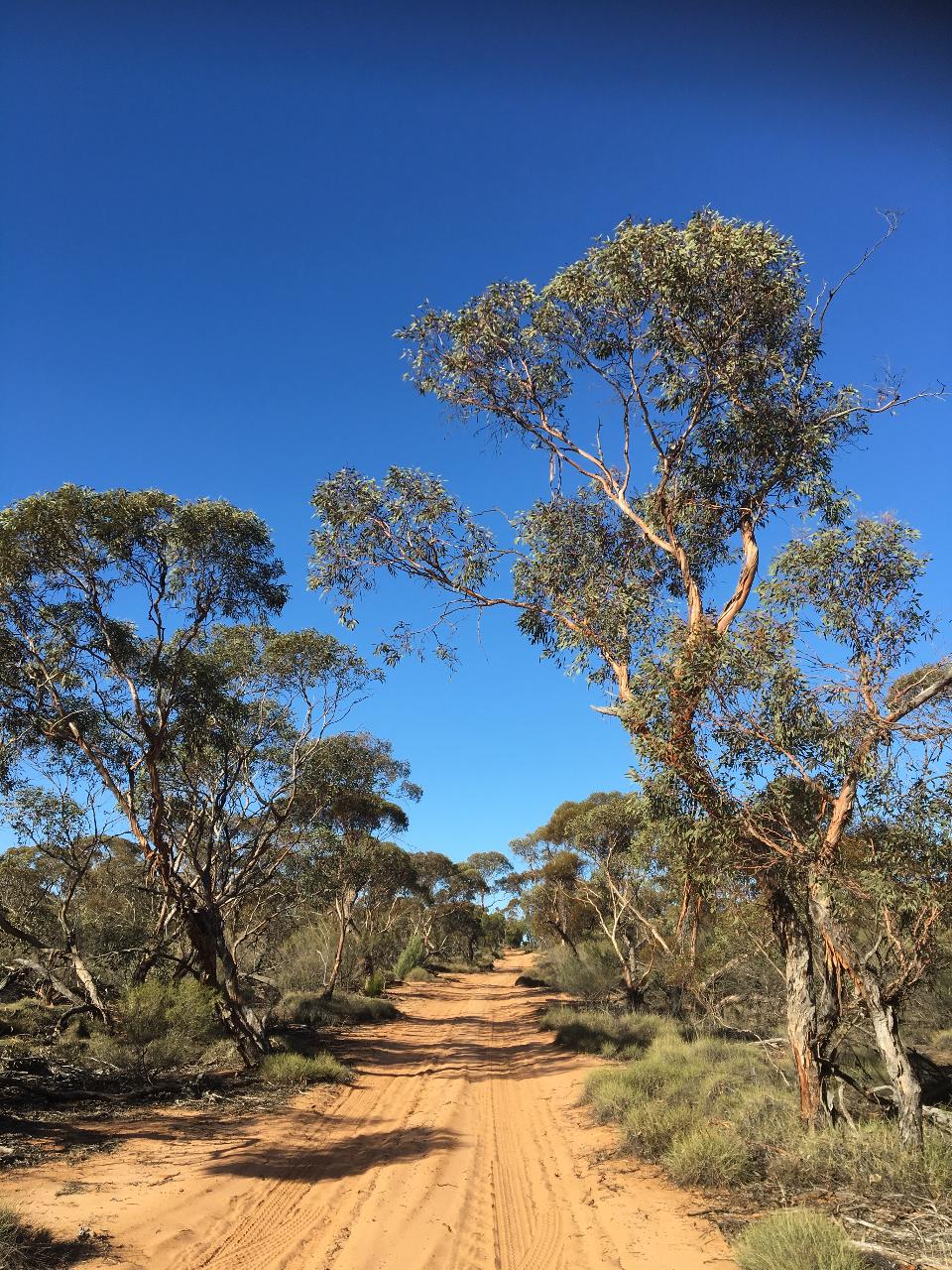 Australian Bush Delights - Hattah National Park Tour