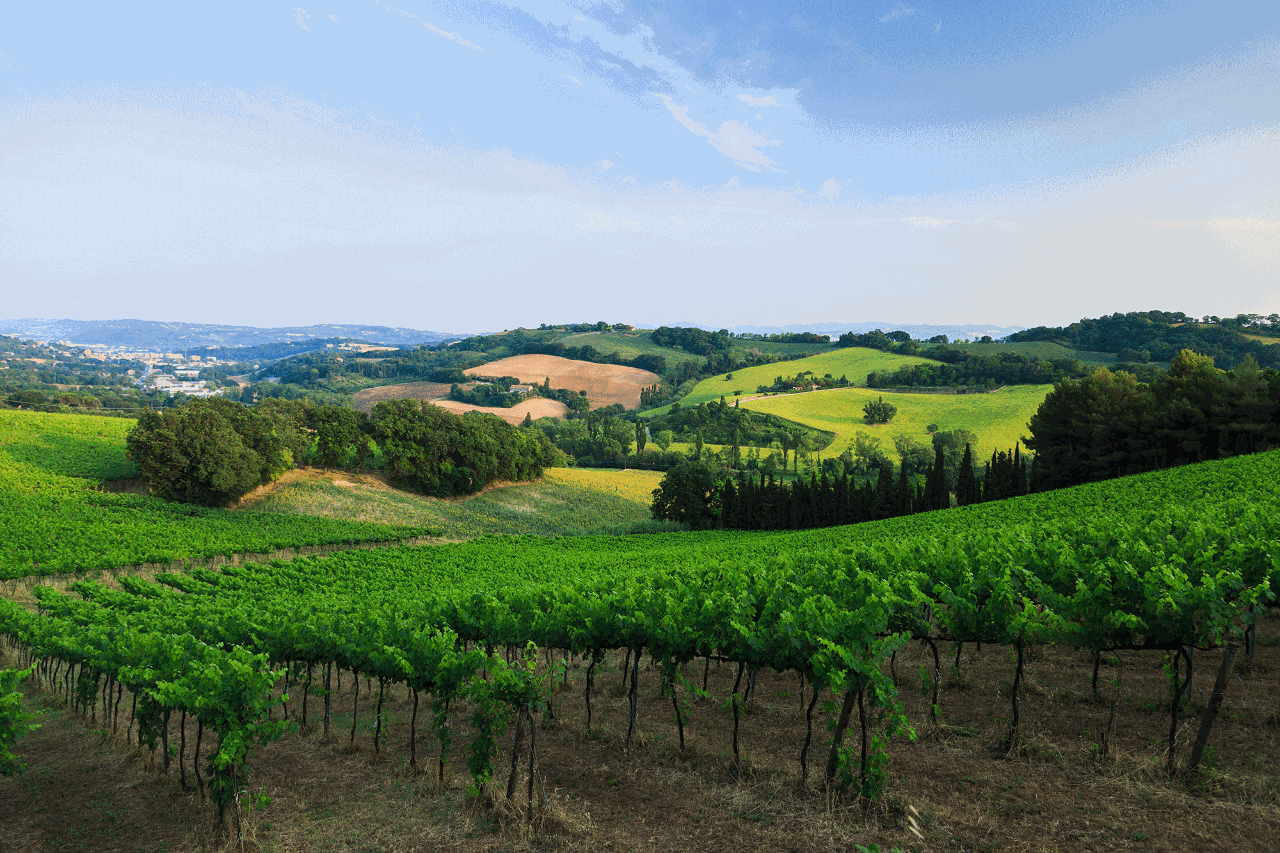 Hunter Valley For The Wine Enthusiast