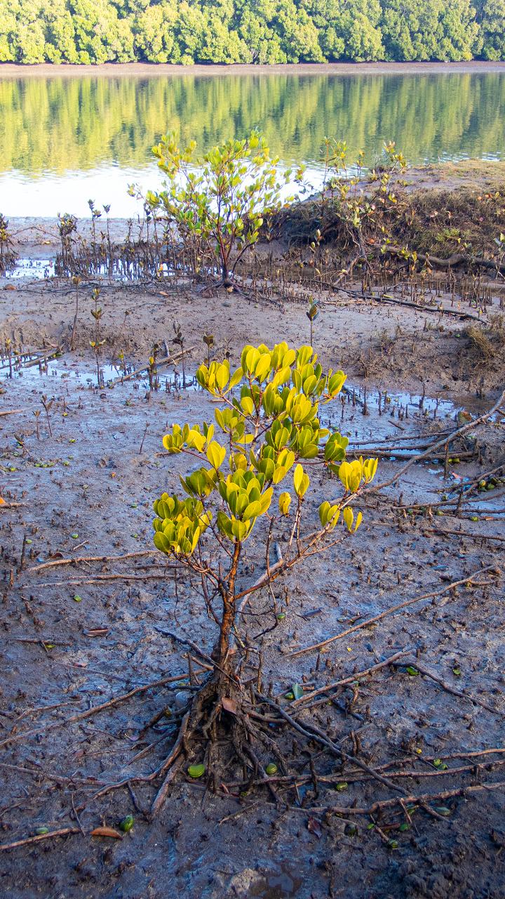 Kangaroos, Mangroves And The Ocean Tour