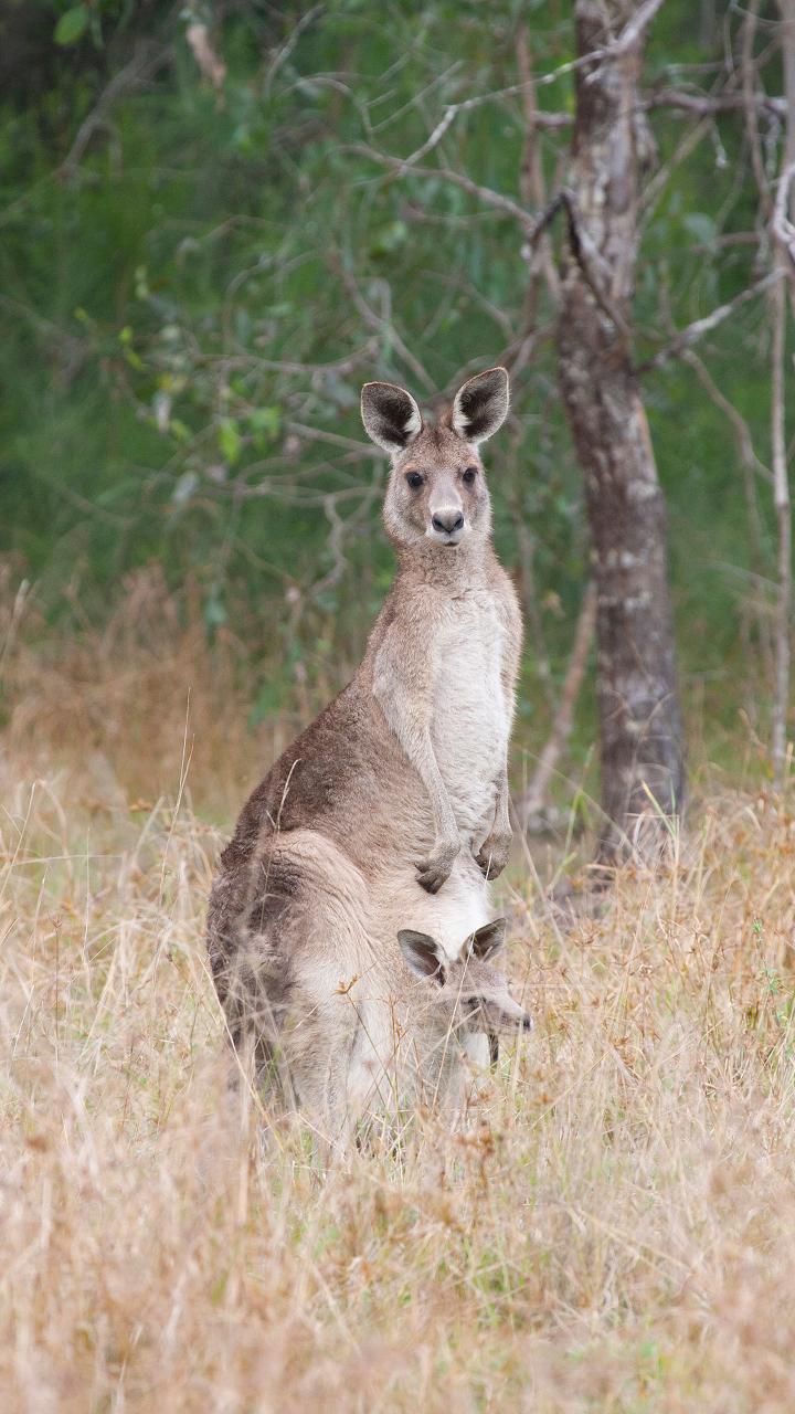 Kangaroos, Mangroves And The Ocean Tour