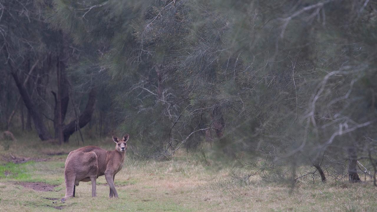 Kangaroos, Mangroves And The Ocean Tour