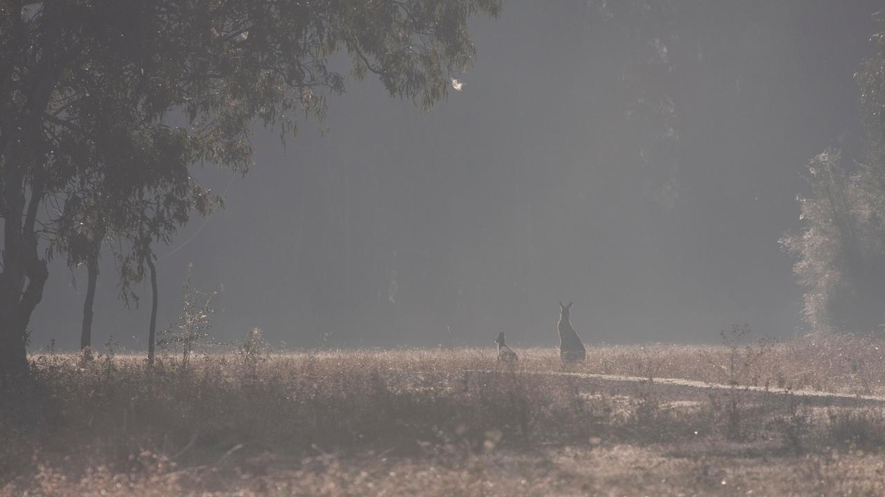 Kangaroos, Mangroves And The Ocean Tour