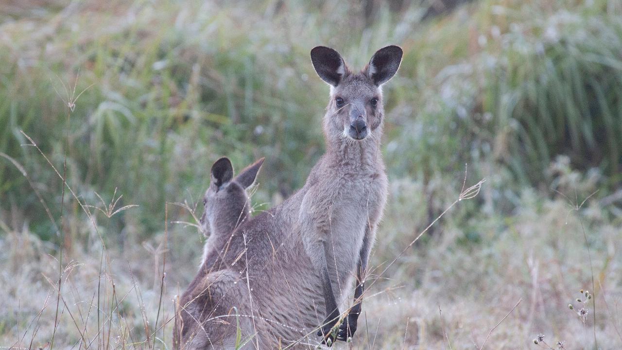 Kangaroos, Mangroves And The Ocean Tour