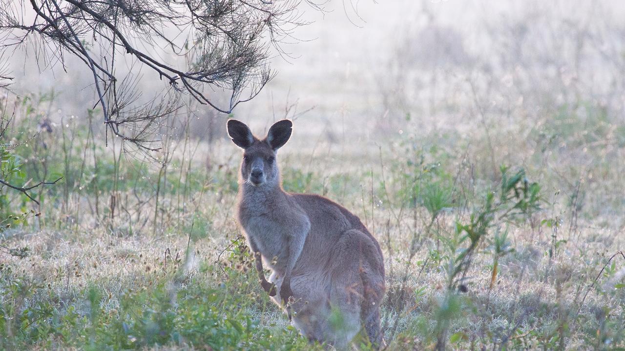 Kangaroos, Mangroves And The Ocean Tour