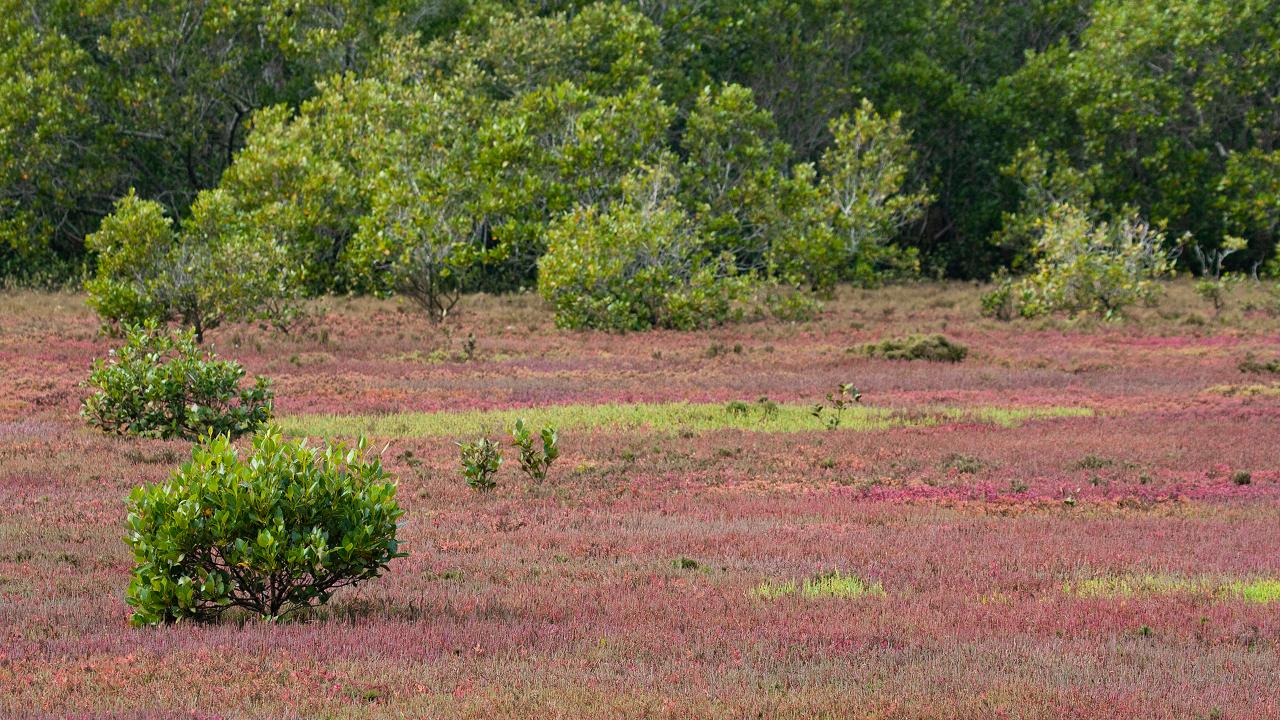 Kangaroos, Mangroves And The Ocean Tour
