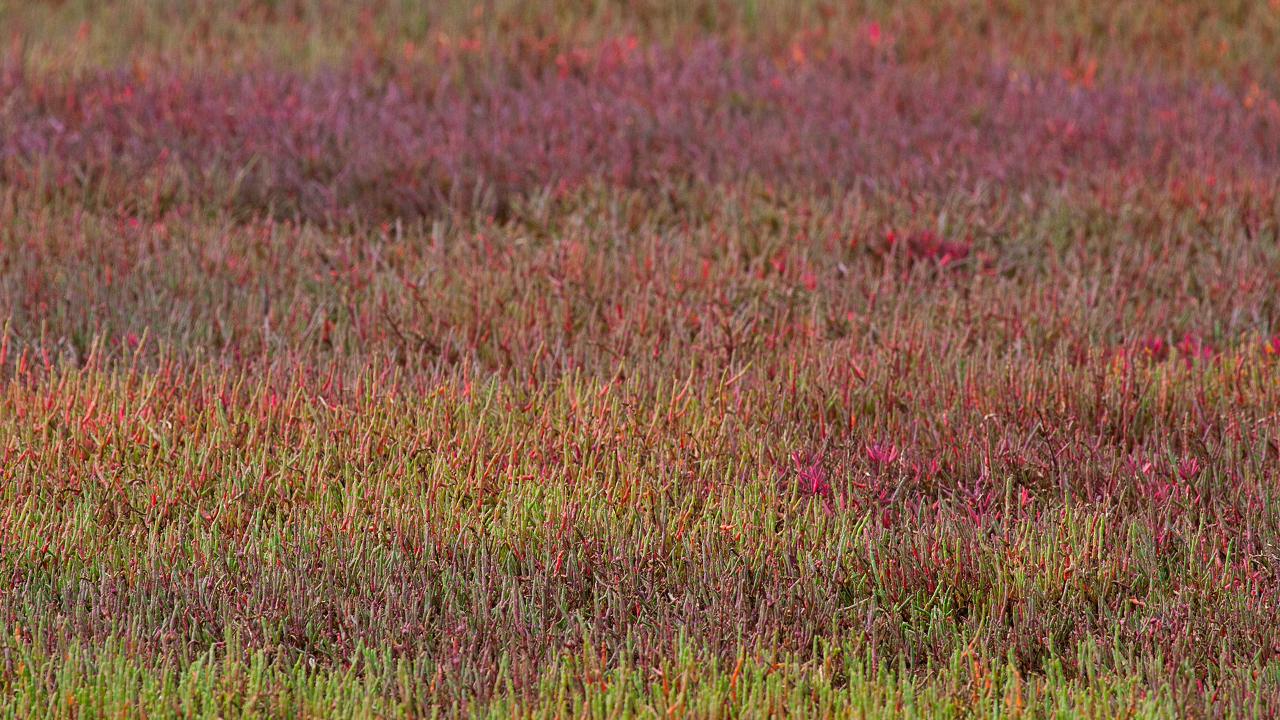 Kangaroos, Mangroves And The Ocean Tour