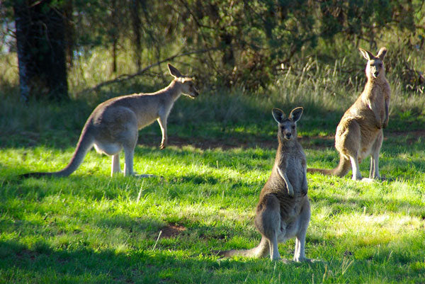 Nocturnal Animal Tour