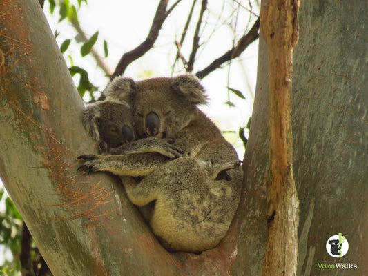 Koala Tour