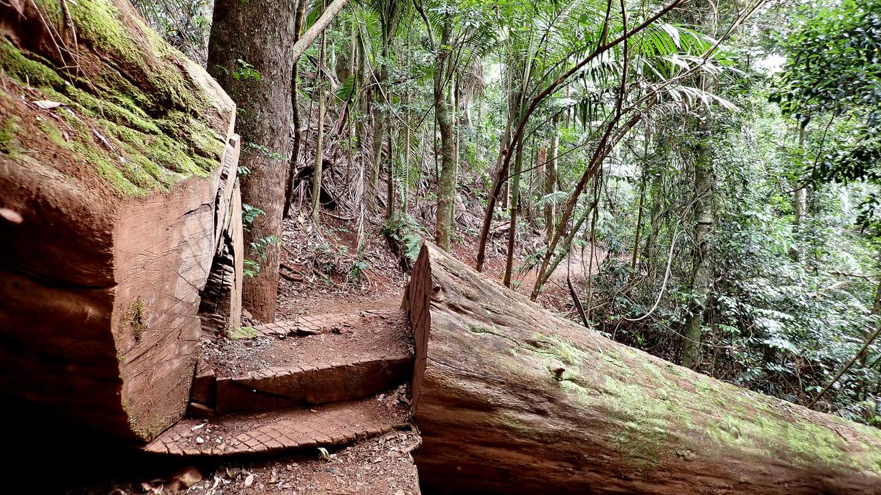 Maiala Rainforest Tour Without Pickup