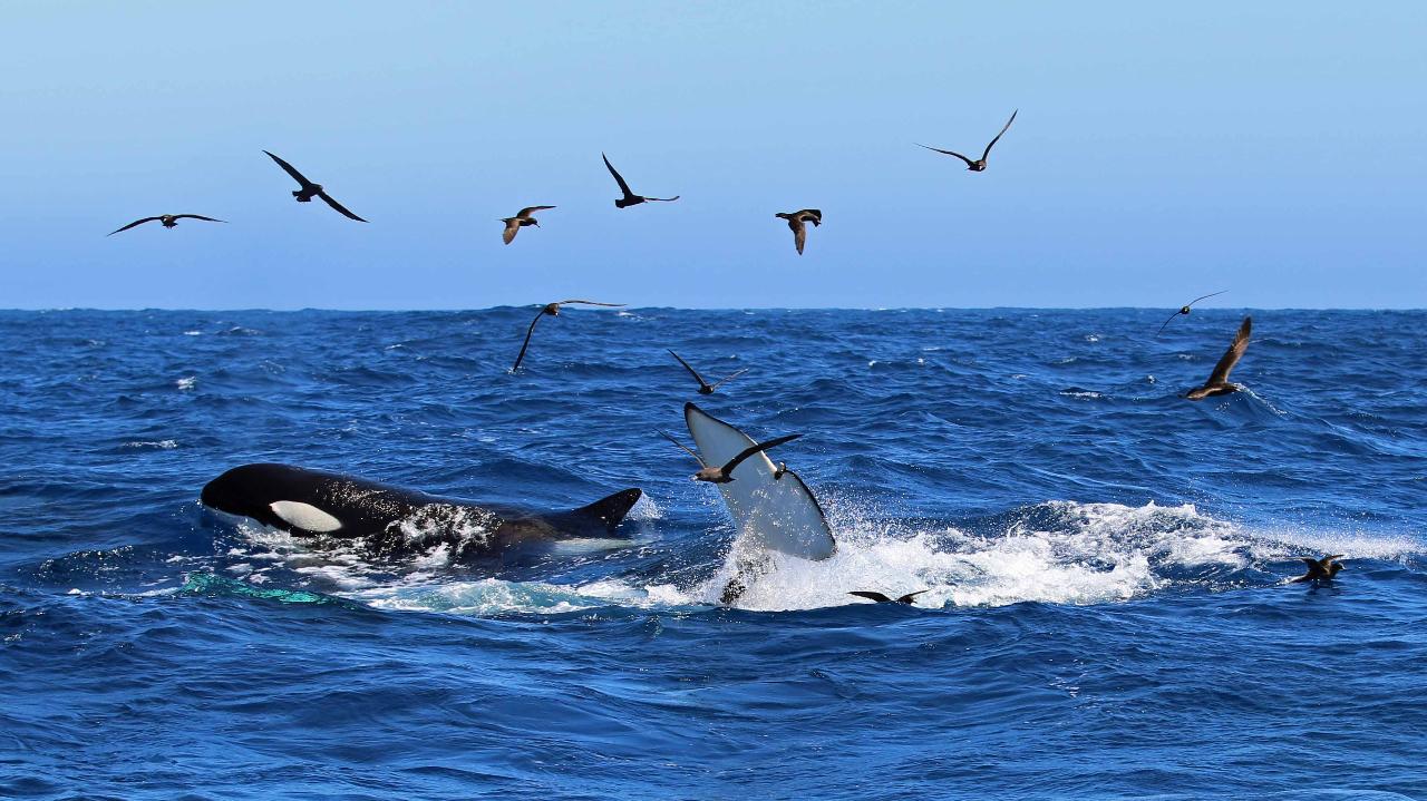 Bremer Canyon Killer Whale (Orca) Expedition