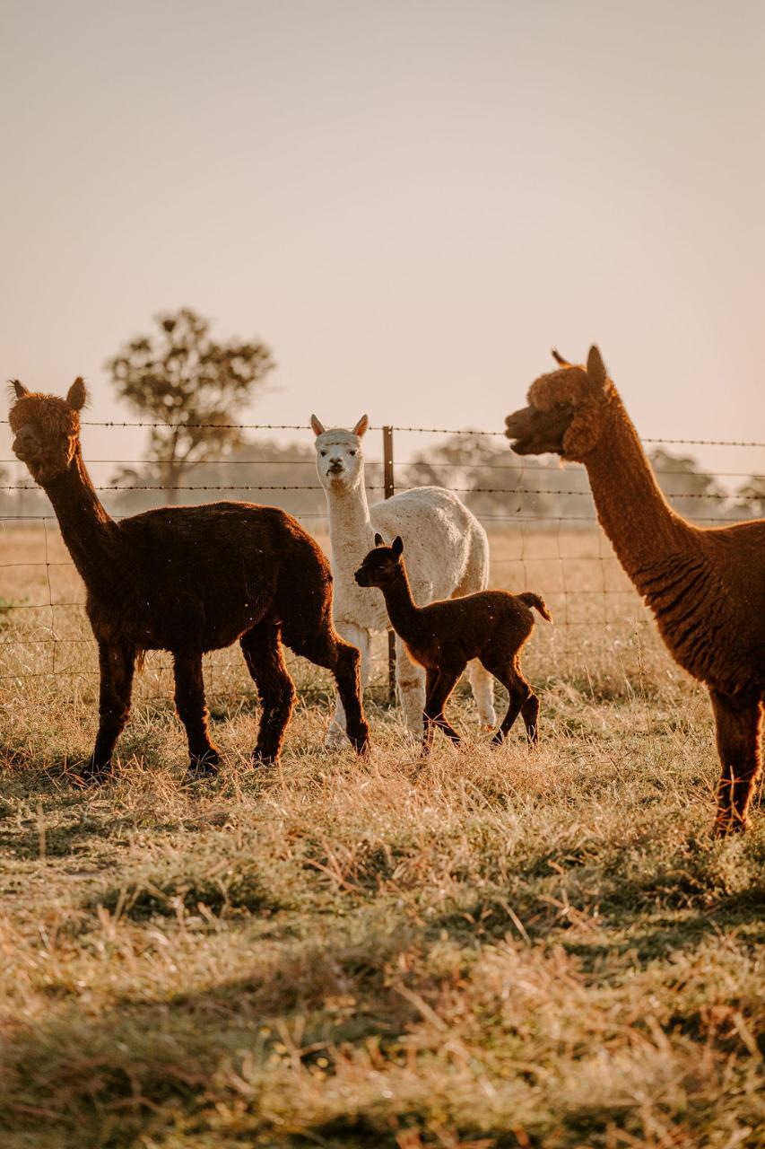 Private Online Alpaca Meet & Greet Experience