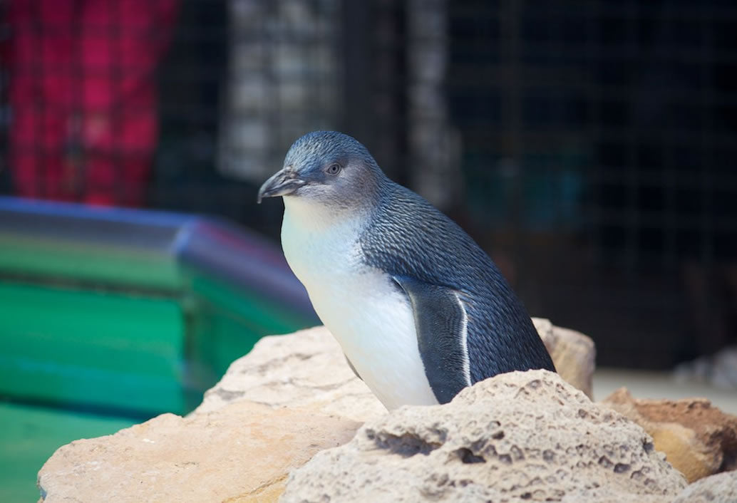 Penguin Island & Mandurah Canal Cruise