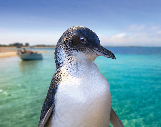 Penguin Island Adventure Tour