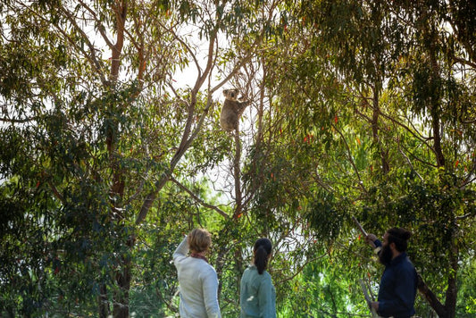 Gold Coast Eco Safari - Wild Animal Encounters And Electric Boat Cruise