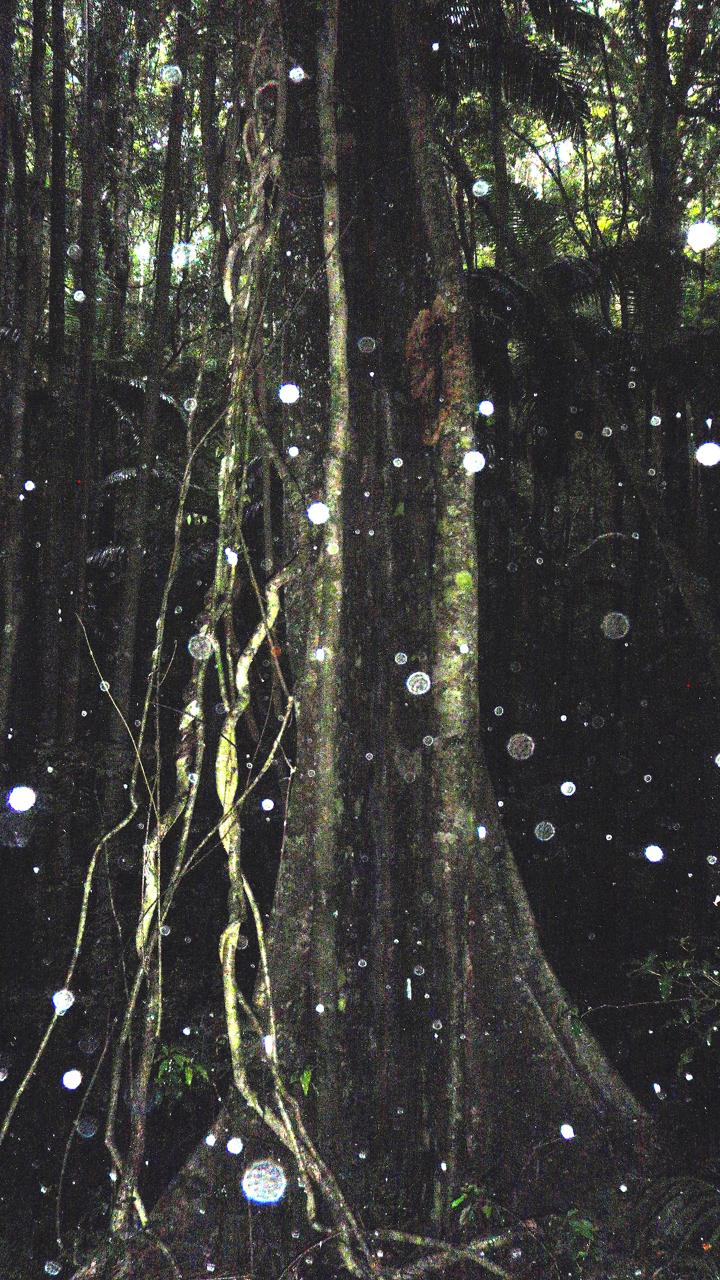 Maiala Rainforest Tour