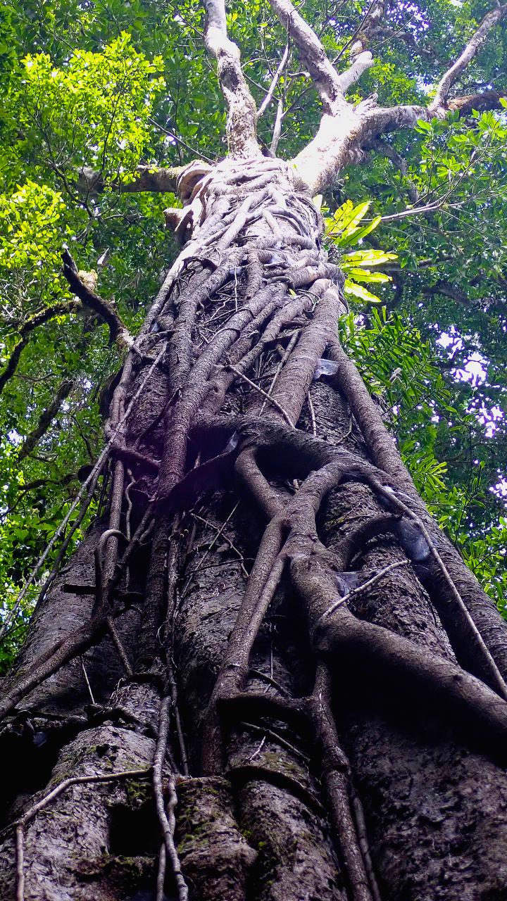 Maiala Rainforest Tour