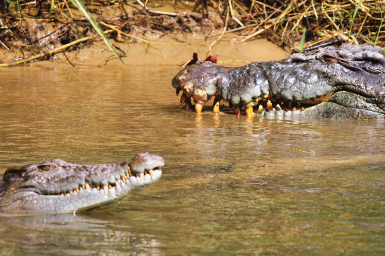 Crocodile Express Daintree River Cruise Departing From Daintree Ferry Gateway & Daintree Discovery