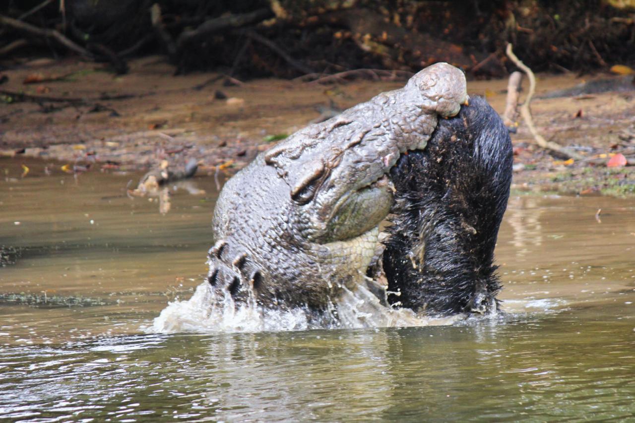 Crocodile Express Daintree River Cruise Departing From Daintree Ferry Gateway & Daintree Discovery