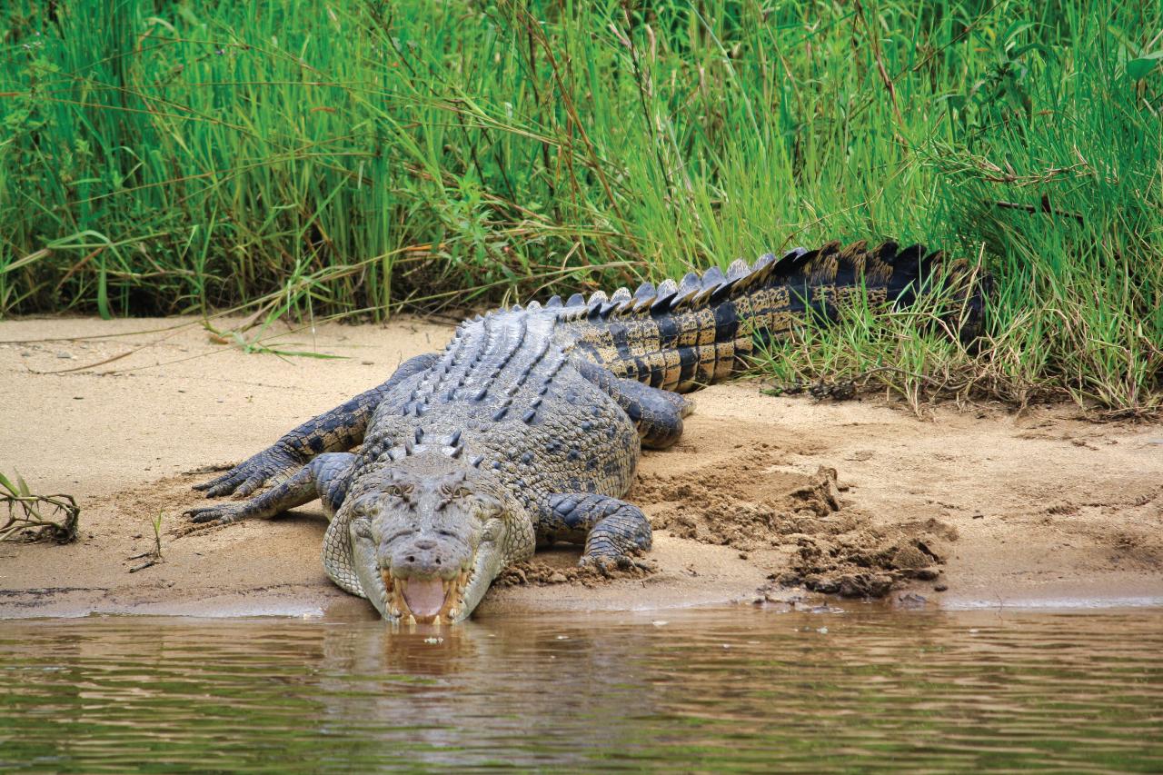 Crocodile Express Daintree River Cruise Departing From Daintree Ferry Gateway & Daintree Discovery