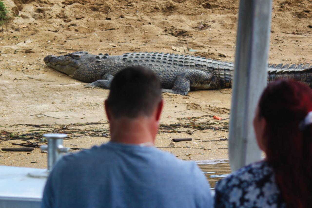 Crocodile Express Daintree River Cruise Departing From Daintree Ferry Gateway & Daintree Discovery