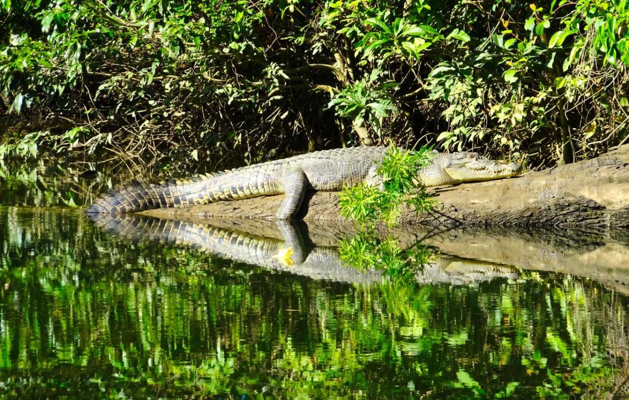 Crocodile Express Daintree Rainforest & Wildlife Cruise From Daintree Ferry Gateway