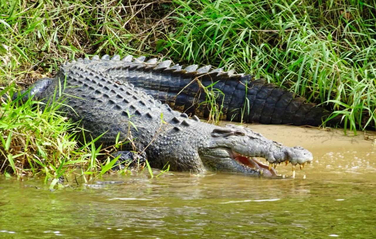 Crocodile Express Daintree Rainforest & Wildlife Cruise From Daintree Village