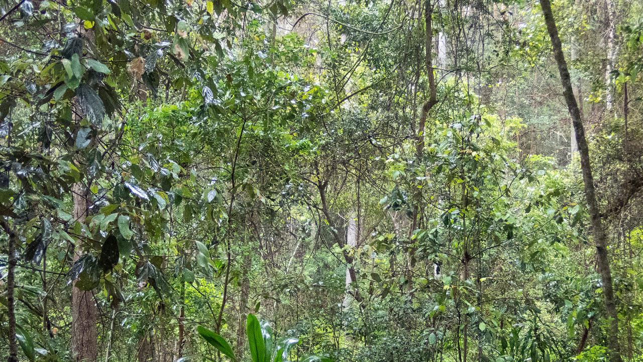 Tawny Trails