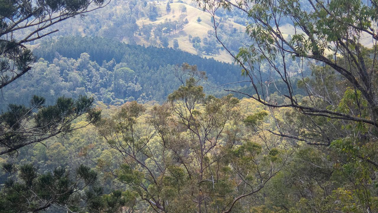 Tawny Trails