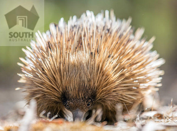 Guided Koala Walk And Bush Fire Ecology Tour