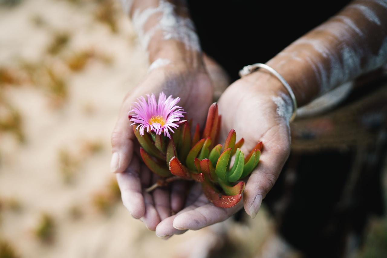 Walk On Country Tour In Mystery Bay With Gnarl Cutural Tours