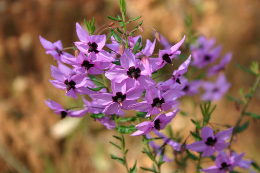 Wonderful Western Wildflowers