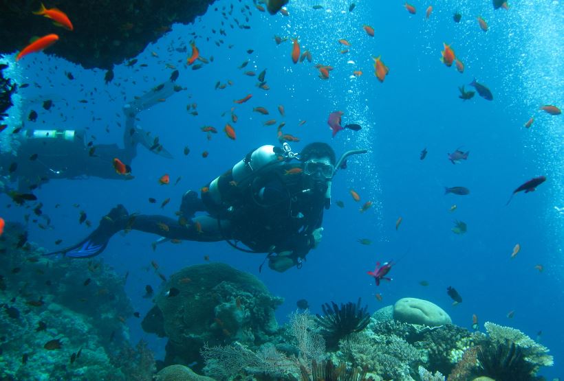 Scuba Diving Noosa Jew Shoal - Double Dive