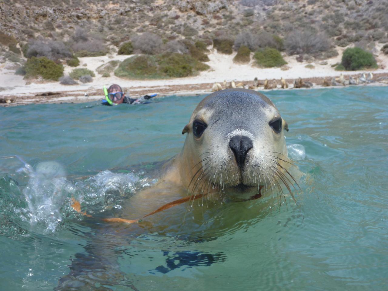 Swim With The Sealions
