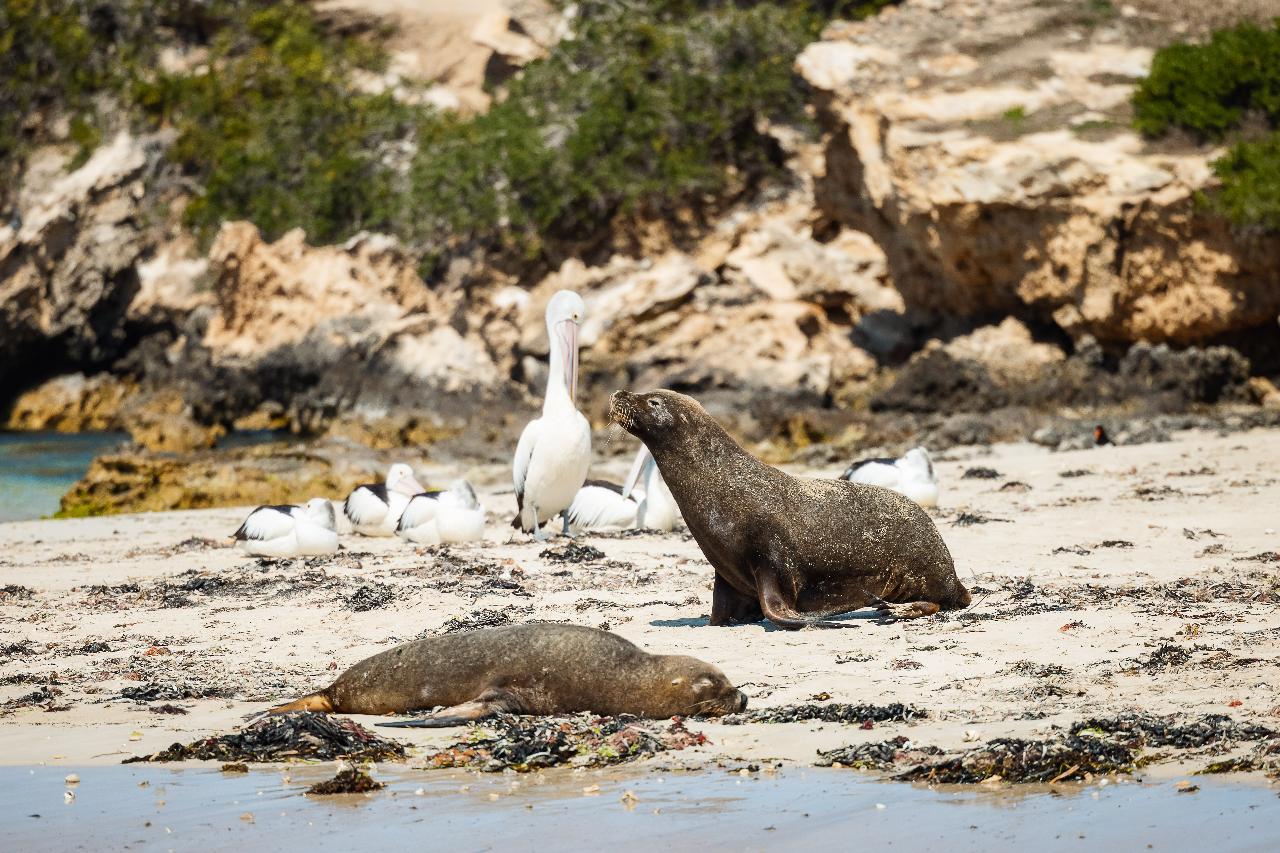 Dolphin, Penguin And Sea Lion Cruise
