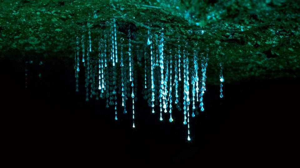 Springbrook & Tamborine Rainforest Glow Worm Day Tour