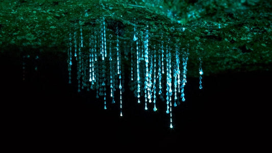 Springbrook & Tamborine Rainforest Glow Worm Day Tour