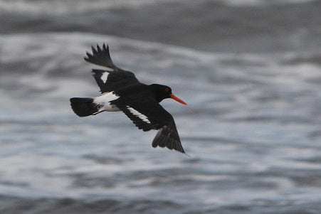 Takayna & Tarkine Wilderness Highlights - Lutruwita Tasmania - 5 Days