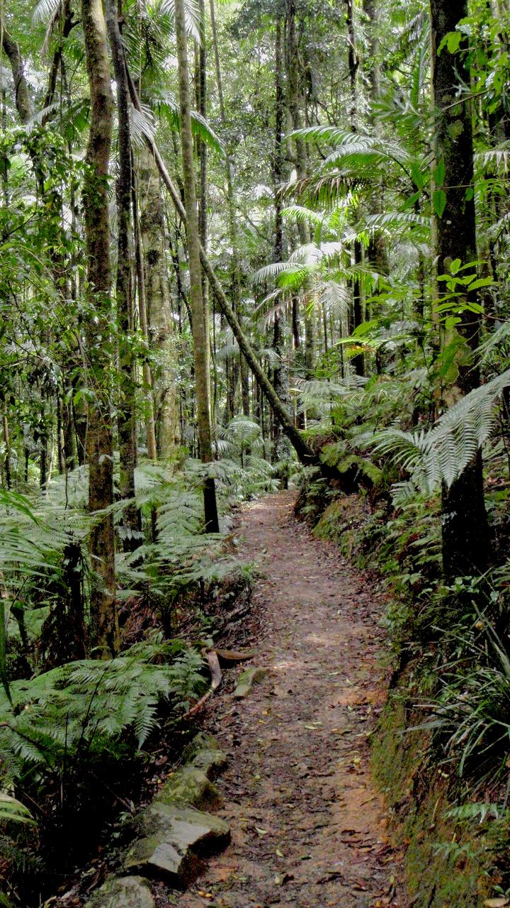 Maiala Rainforest Tour