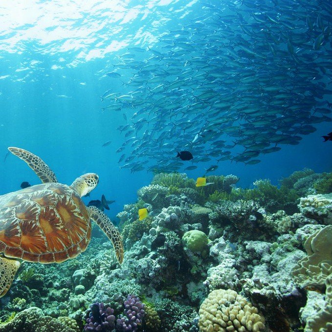 Great Barrier Reef Express