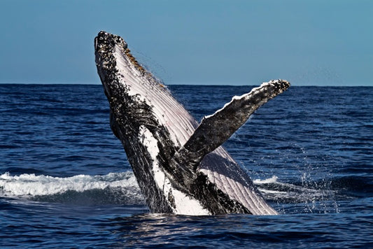 Whale Watching! (Private Boat)