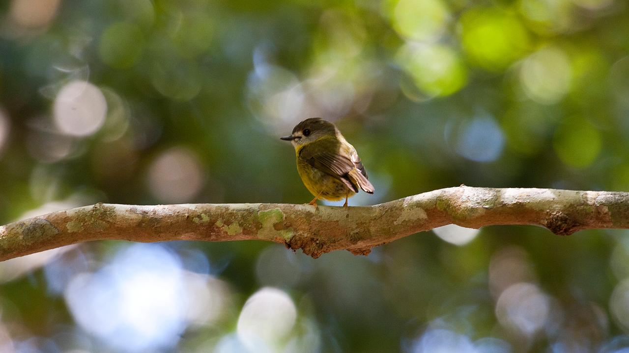 Maiala Rainforest Tour